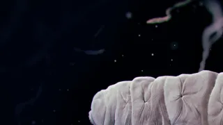 Želvušky: Nezničitelní tvorové