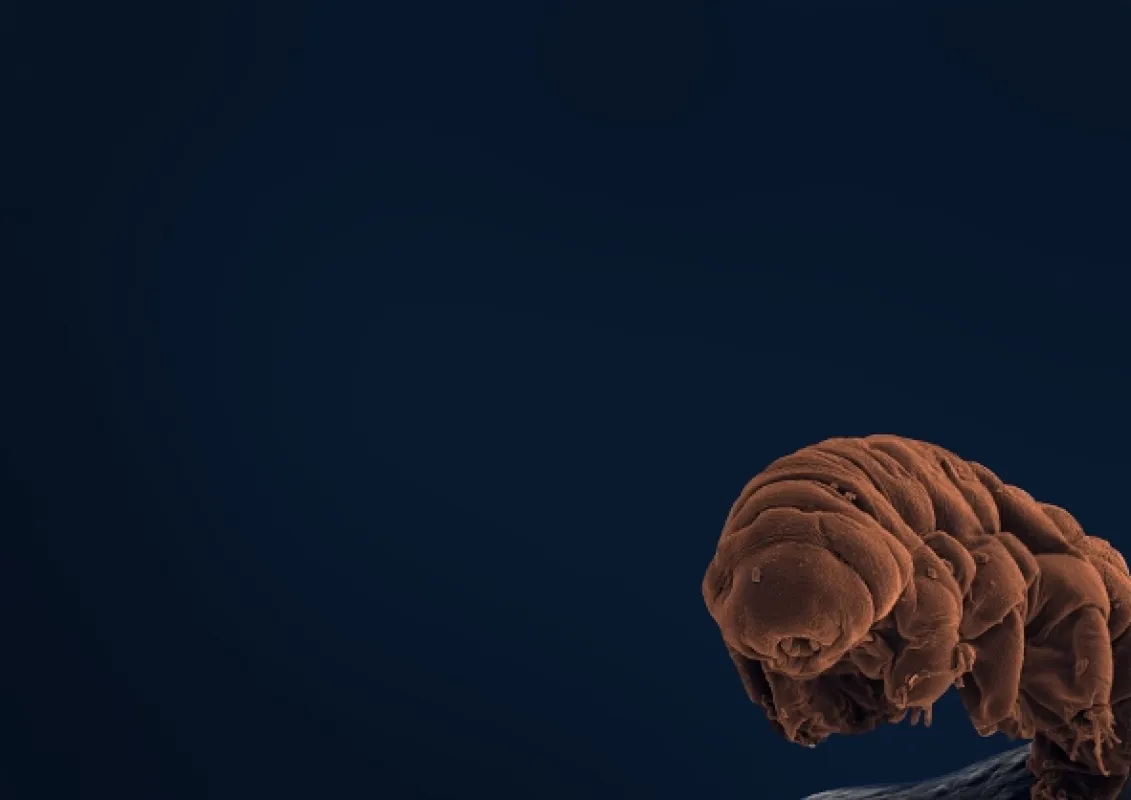 Želvušky: Nezničitelní tvorové (Tardigrade: L’animal indestructible), 2023 - fotogaléria
