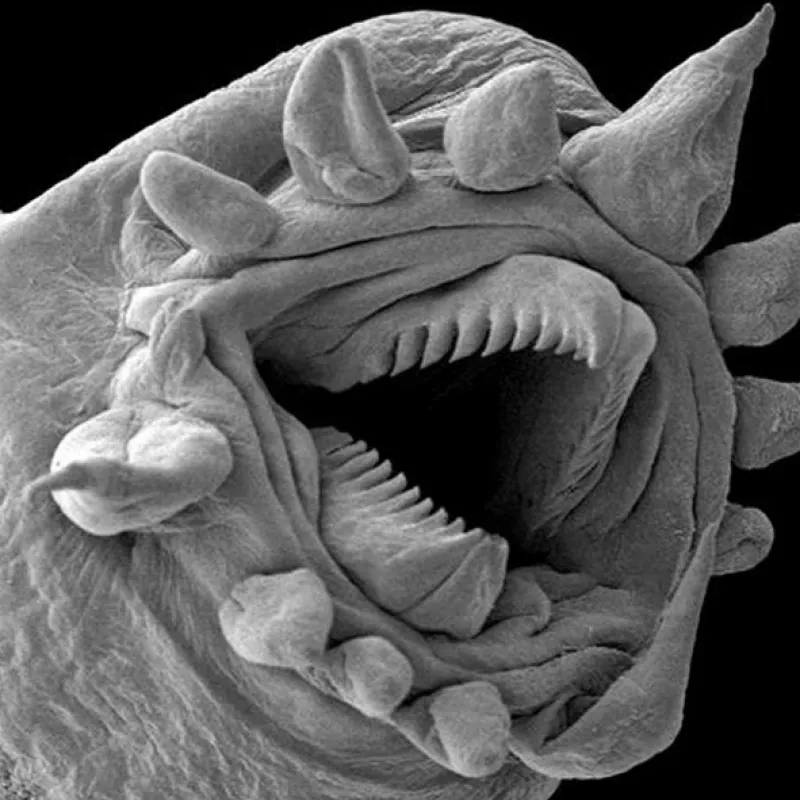 Želvušky: Nezničitelní tvorové (Tardigrade: L’animal indestructible), 2023 - fotogaléria