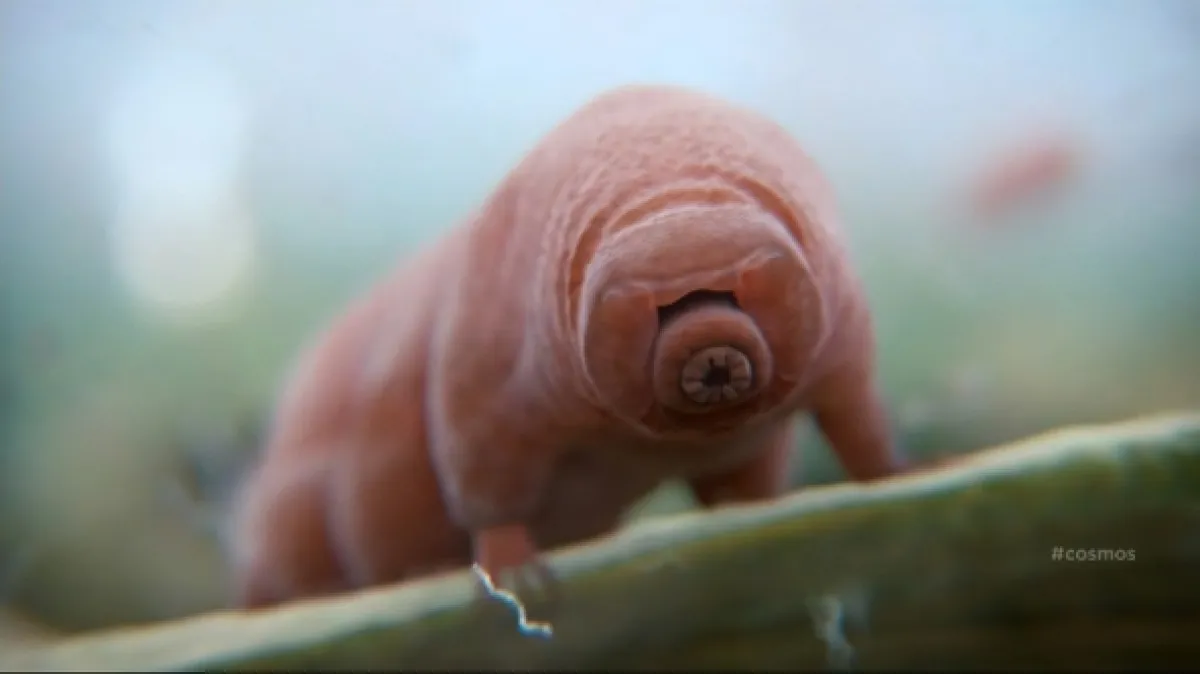 Želvušky: Nezničitelní tvorové (Tardigrade: L’animal indestructible), 2023 - fotogaléria