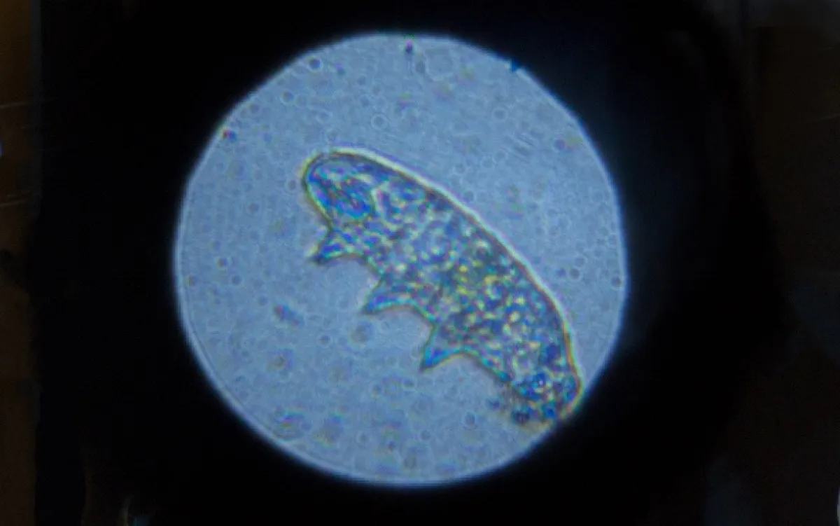 Želvušky: Nezničitelní tvorové (Tardigrade: L’animal indestructible), 2023 - fotogaléria