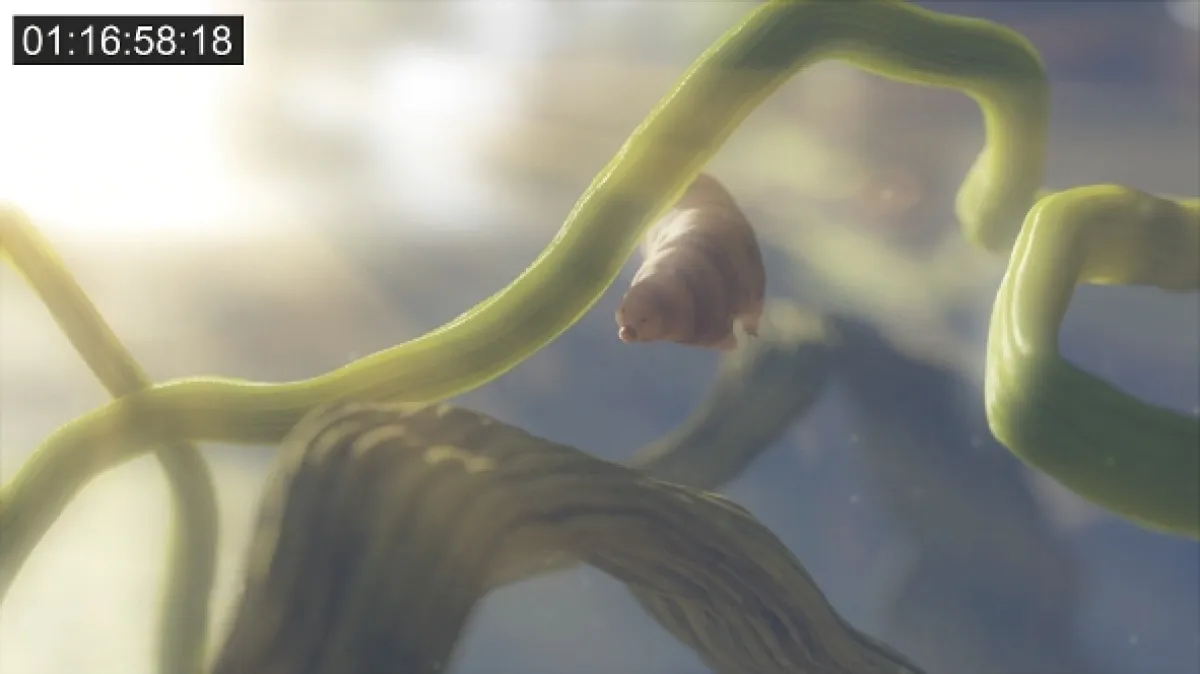 Želvušky: Nezničitelní tvorové (Tardigrade: L’animal indestructible), 2023 - fotogaléria