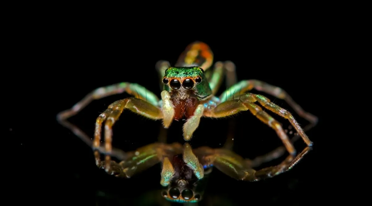 Odhalená tajemství fluorescence (La vie en fluo), 2025 - fotogaléria