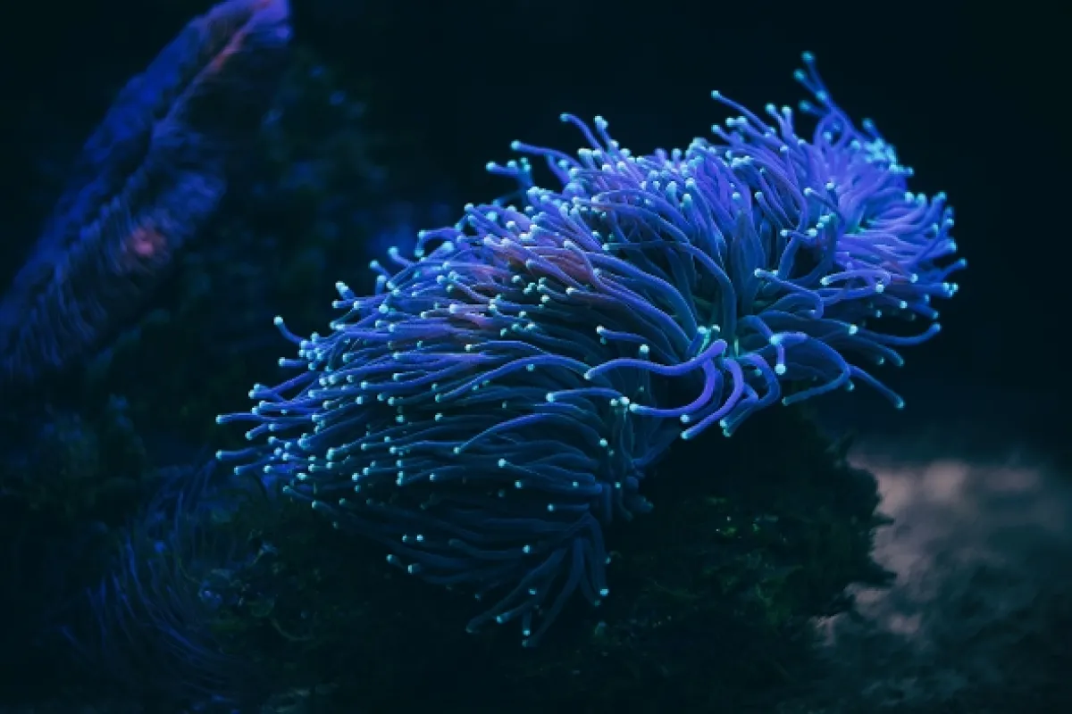 Odhalená tajemství fluorescence (La vie en fluo), 2025 - fotogaléria