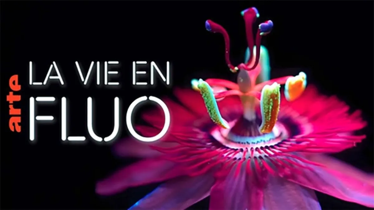 Odhalená tajemství fluorescence (La vie en fluo), 2025 - fotogaléria
