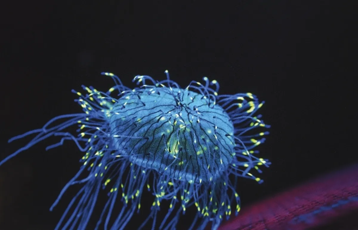 Odhalená tajemství fluorescence (La vie en fluo), 2025 - fotogaléria