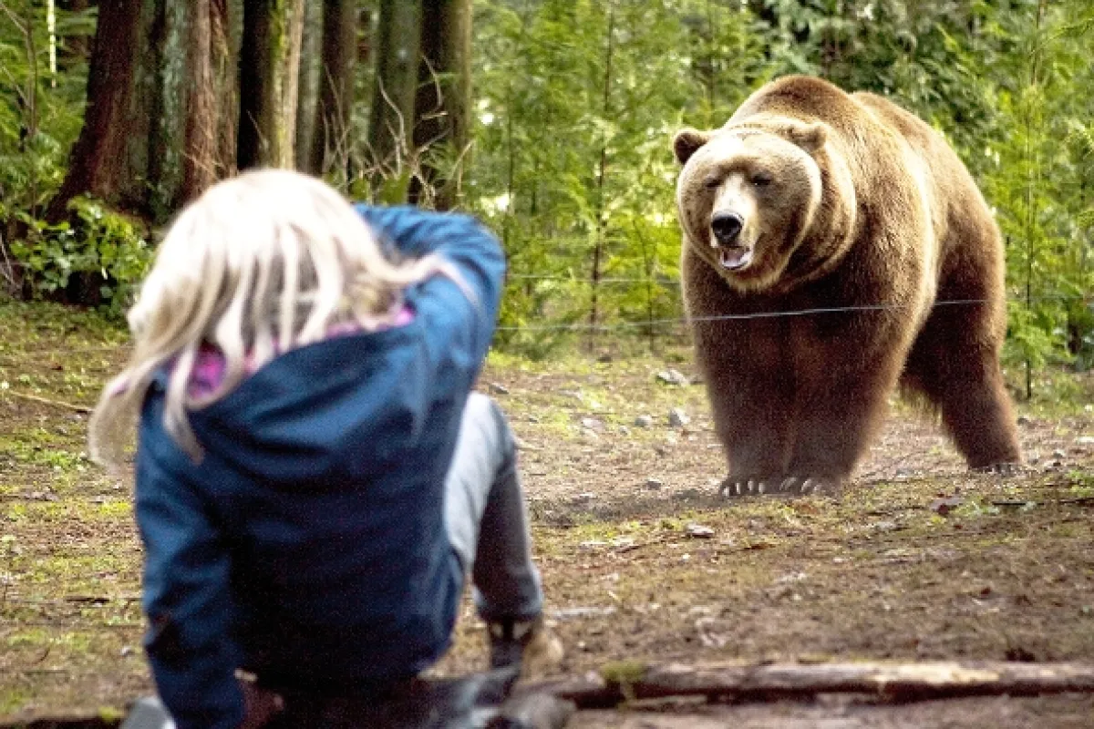 Grizzly zabiják (Into the Grizzly Maze), 2015 - fotogaléria