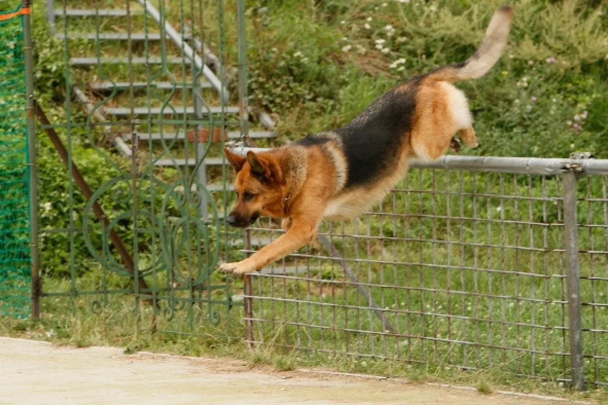 Návrat komisaře Rexe, 2009 - fotogaléria