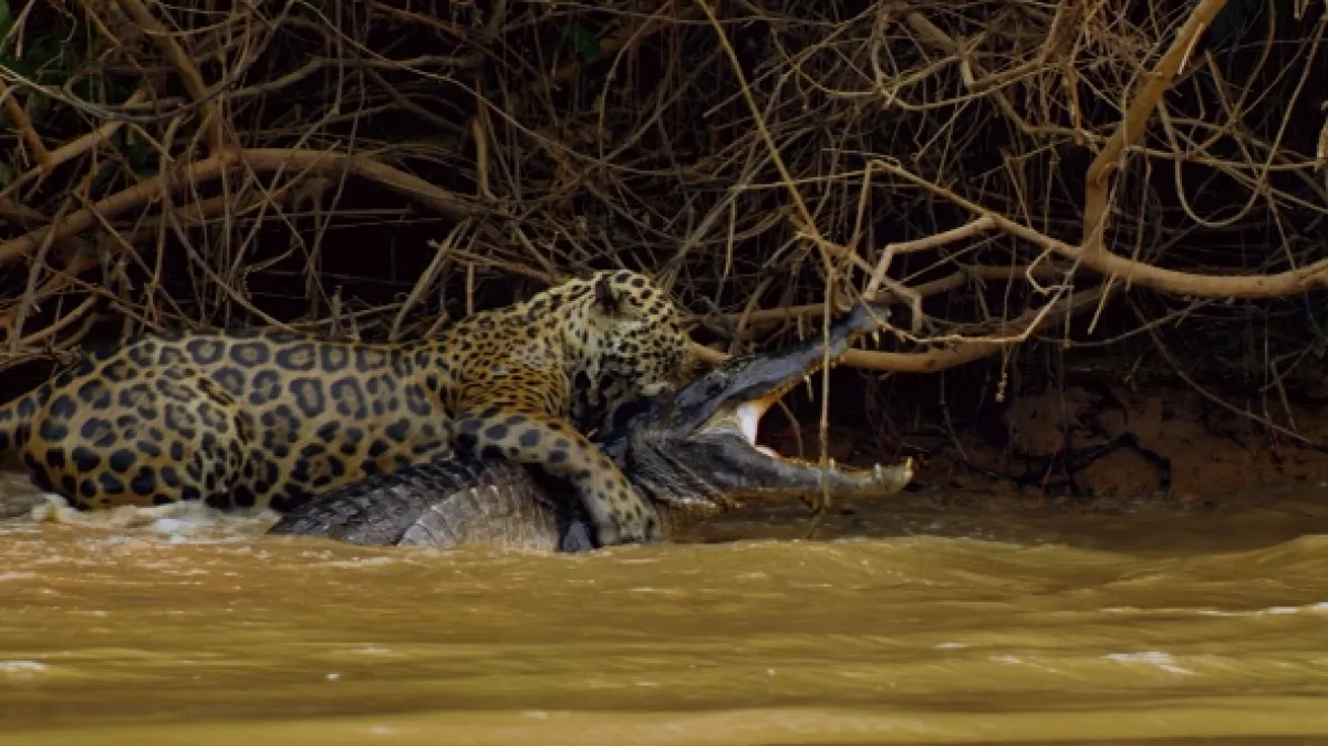 Vražedné čelisti (World’s Deadliest Bite), 2021 - fotogaléria