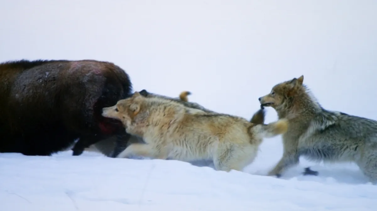 Vražedné čelisti (World’s Deadliest Bite), 2021 - fotogaléria