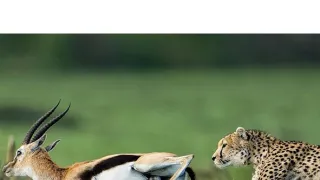 Predátor vs. kořist (1)