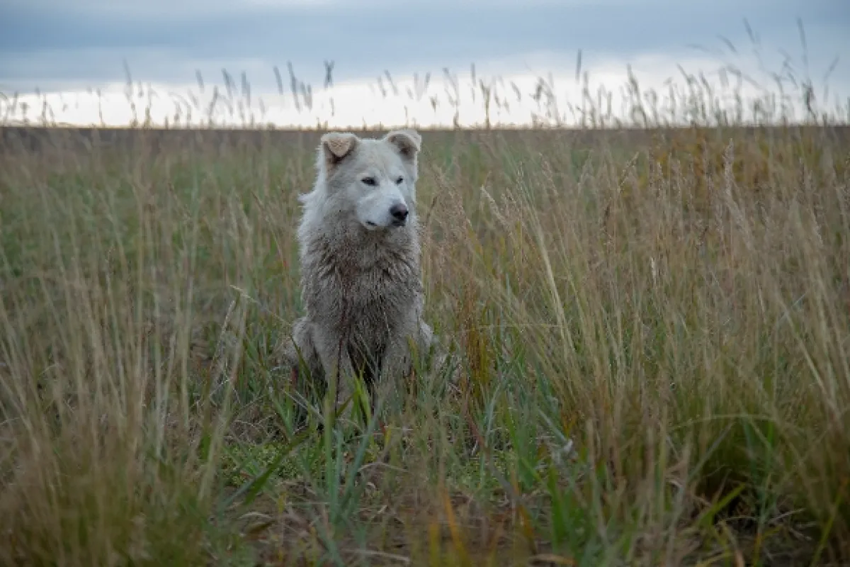 Život v sevření mrazu (Life Below Zero Series 8 6/19), 2020 - fotogaléria