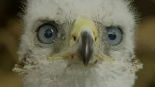 Národní park New Forest