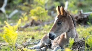Národní park New Forest