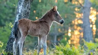 Národní park New Forest