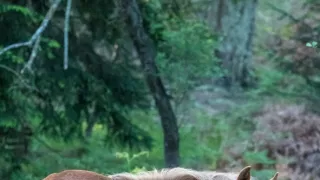 Národní park New Forest