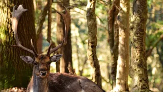 Národní park New Forest