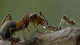 Národní park New Forest