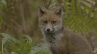 Národní park New Forest