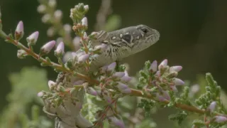 Národní park New Forest