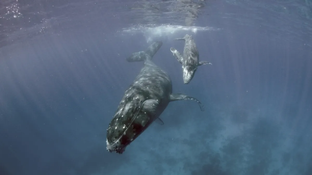 Svedkom je veľryba (The Witness is a Whale), 2021 - fotogaléria