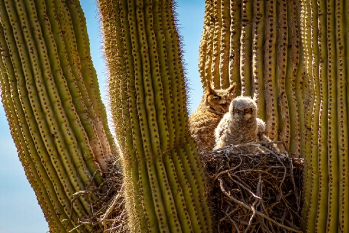 Hotel Kaktus (Cactus Hotel), 2023 - fotogaléria