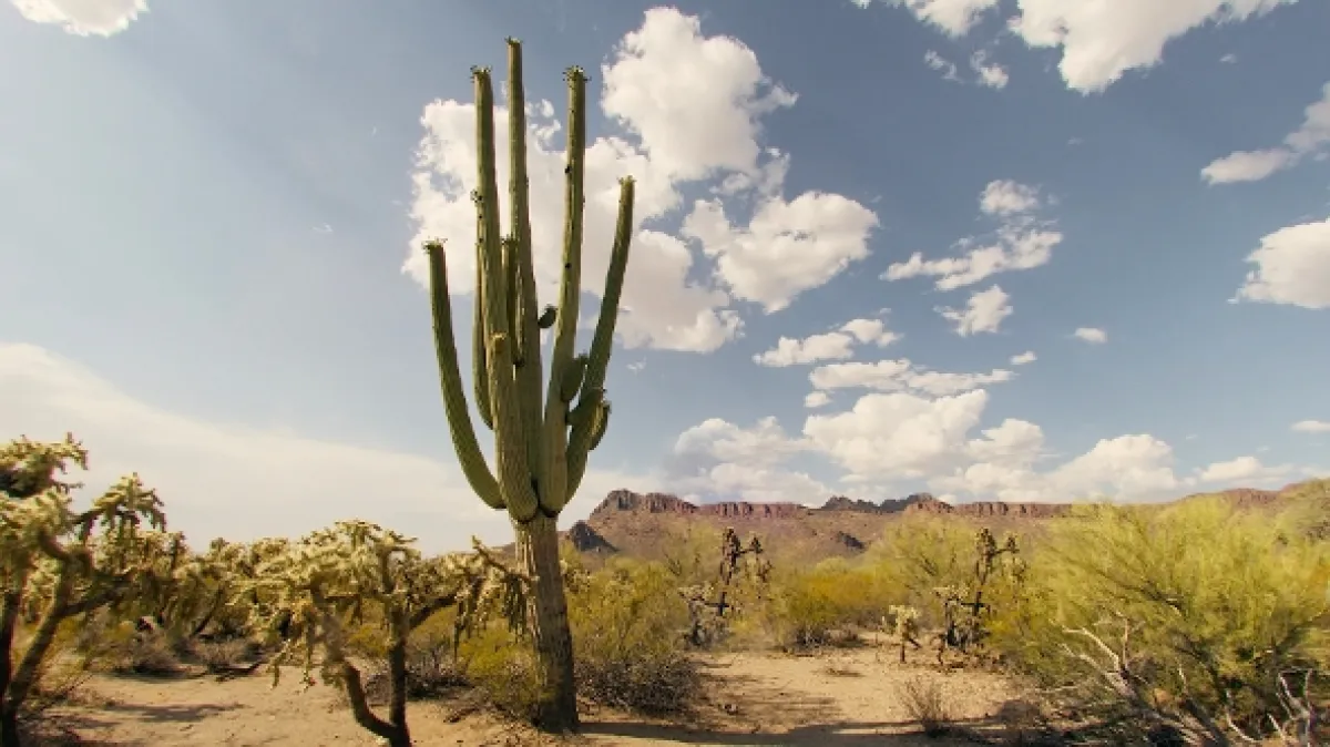 Hotel Kaktus (Cactus Hotel), 2023 - fotogaléria