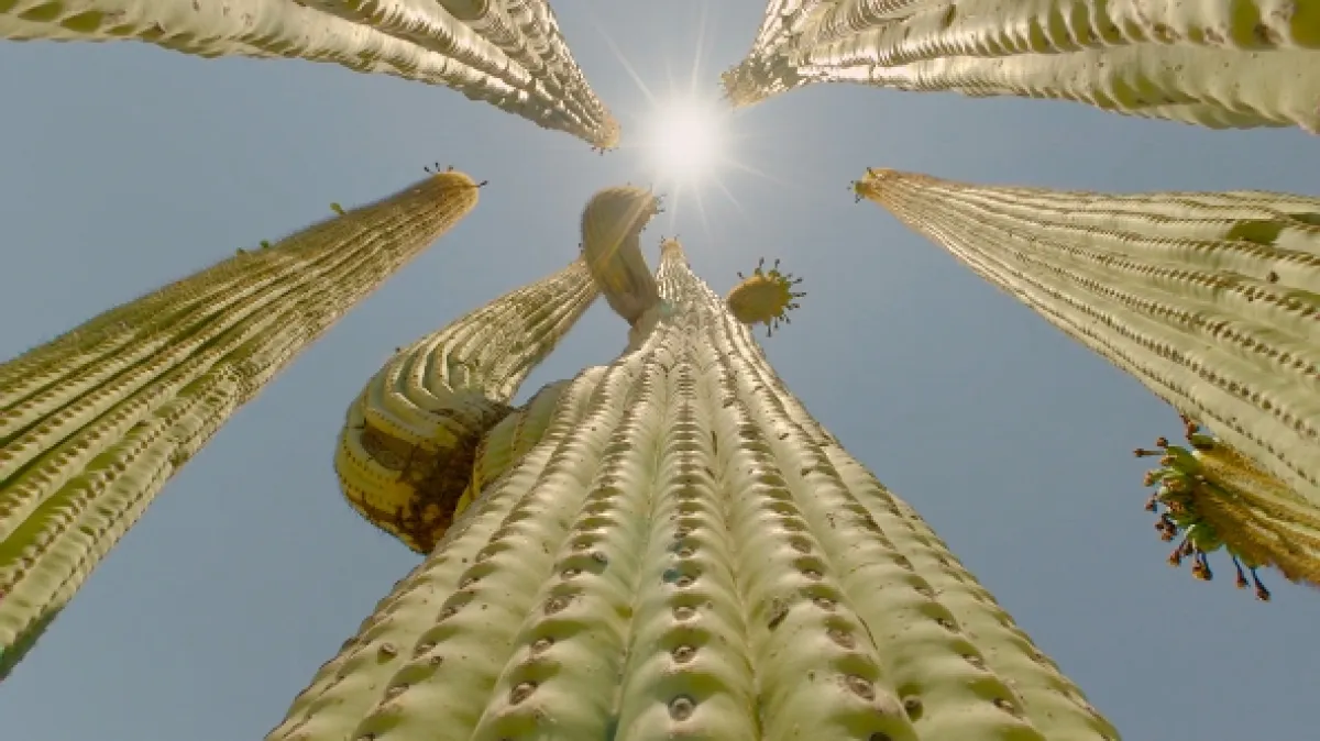 Hotel Kaktus (Cactus Hotel), 2023 - fotogaléria