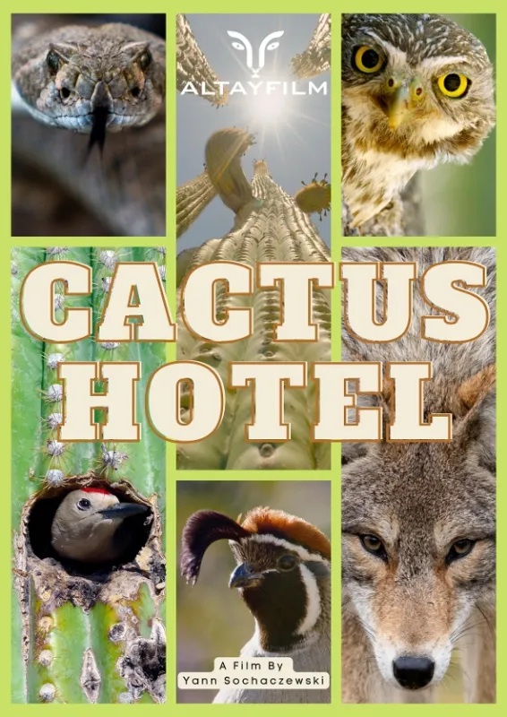 Hotel Kaktus (Cactus Hotel), 2023 - fotogaléria