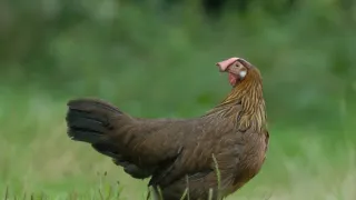Podivuhodná cesta ježka Aladina