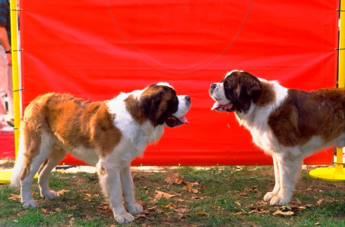 Beethoven 4 (Beethoven’s 4th), 2001 - fotogaléria