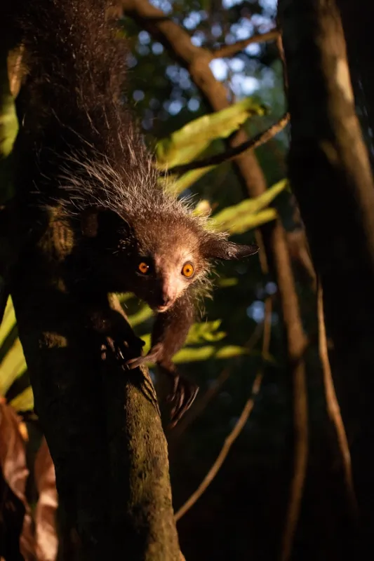 Madagaskar: Africké Galapágy (Madagascar: Africa’s Galapagos), 2020 - fotogaléria