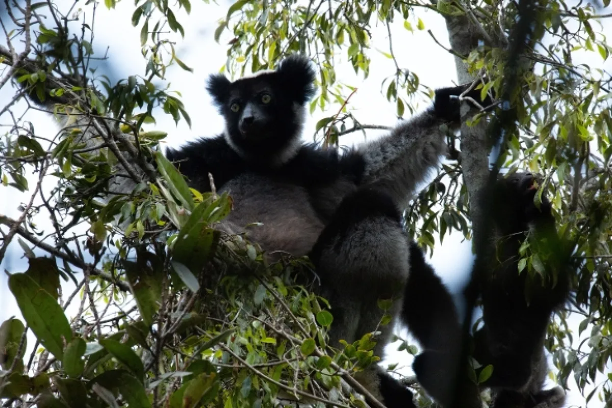 Madagaskar: Africké Galapágy (Madagascar: Africa’s Galapagos), 2020 - fotogaléria