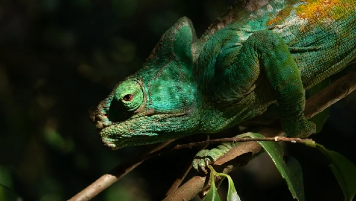 Madagaskar: Africké Galapágy (Madagascar: Africa’s Galapagos), 2020 - fotogaléria