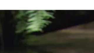 Mývalí příběh