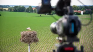Ptačí rodinky