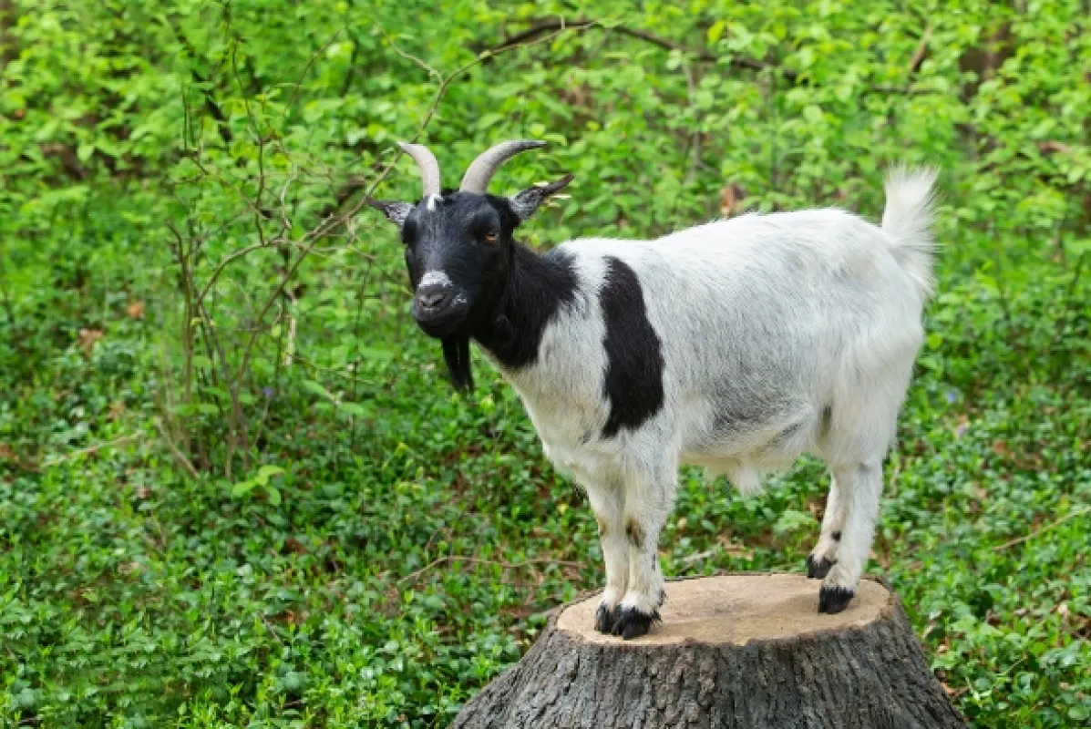 Zvířecí profesionálové - fotogaléria