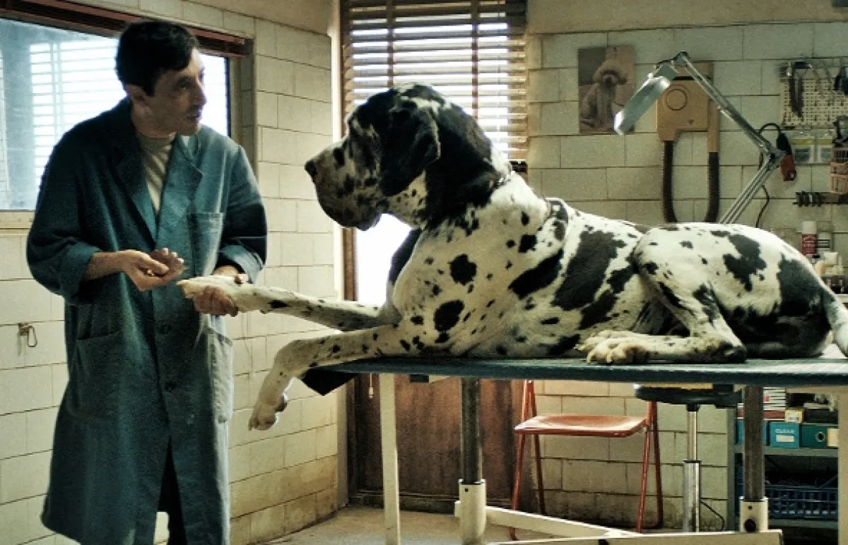 Dogman, 2018 - fotogaléria