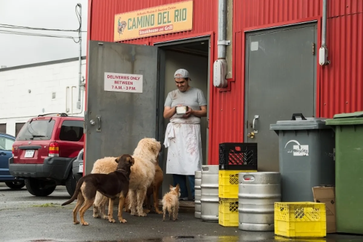 Psí domov (A Dog's Way Home), 2019 - fotogaléria