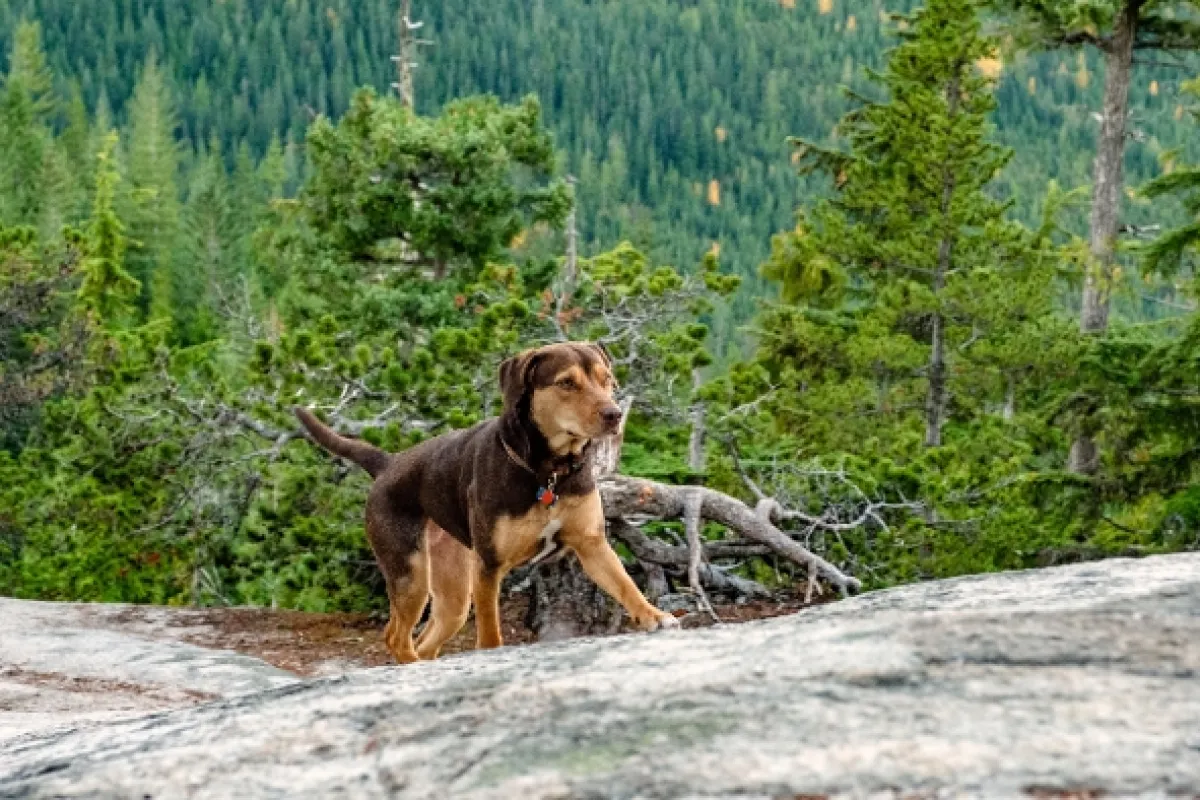 Psí domov (A Dog's Way Home), 2019 - fotogaléria