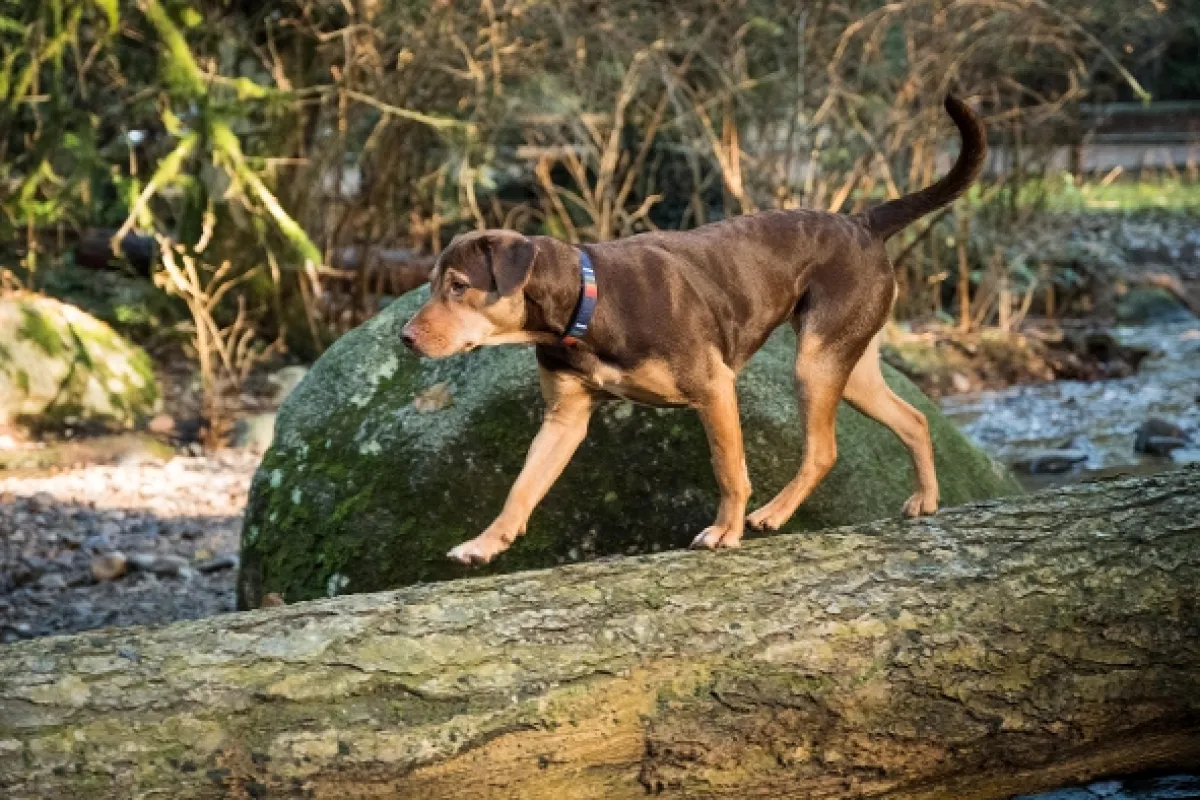Psí domov (A Dog's Way Home), 2019 - fotogaléria