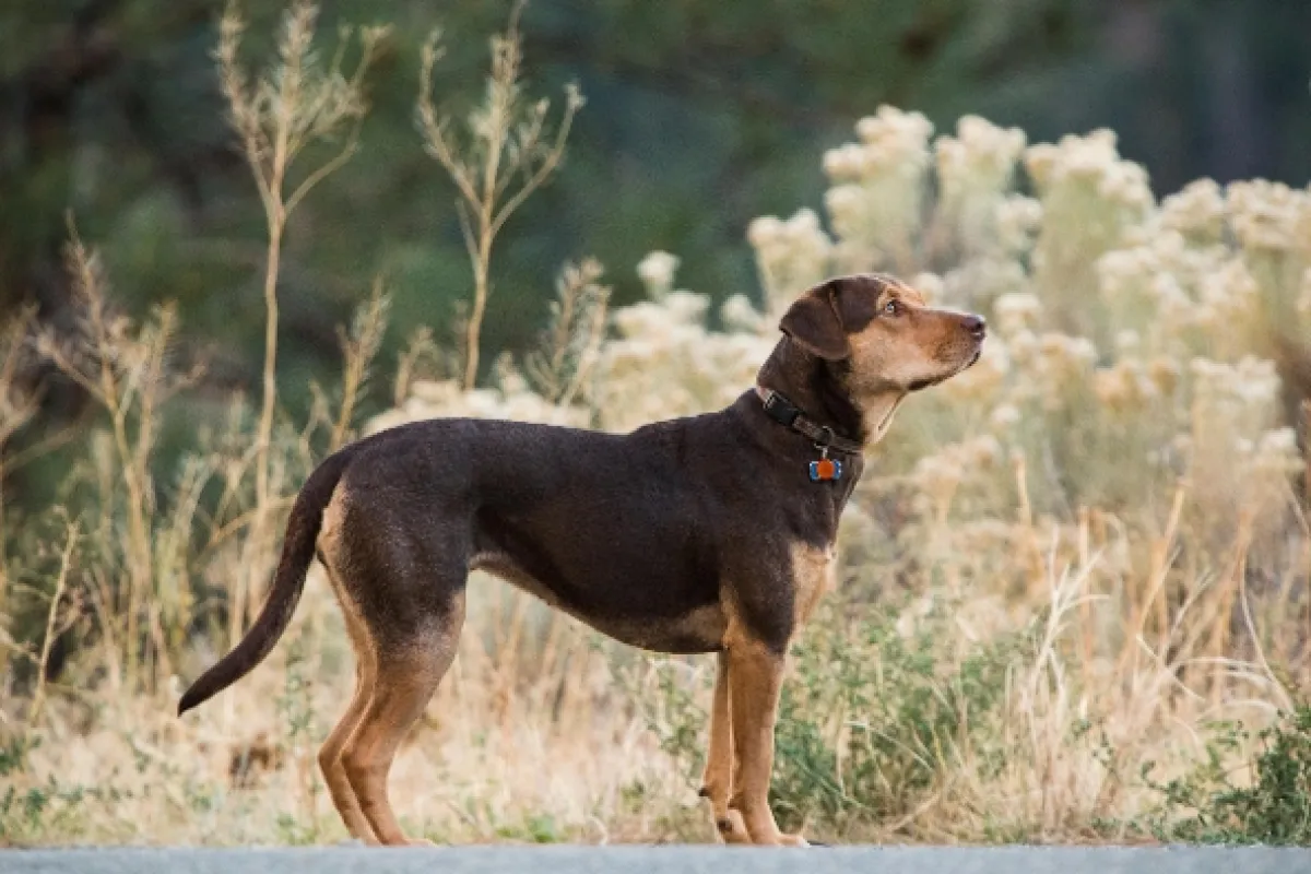 Psí domov (A Dog's Way Home), 2019 - fotogaléria