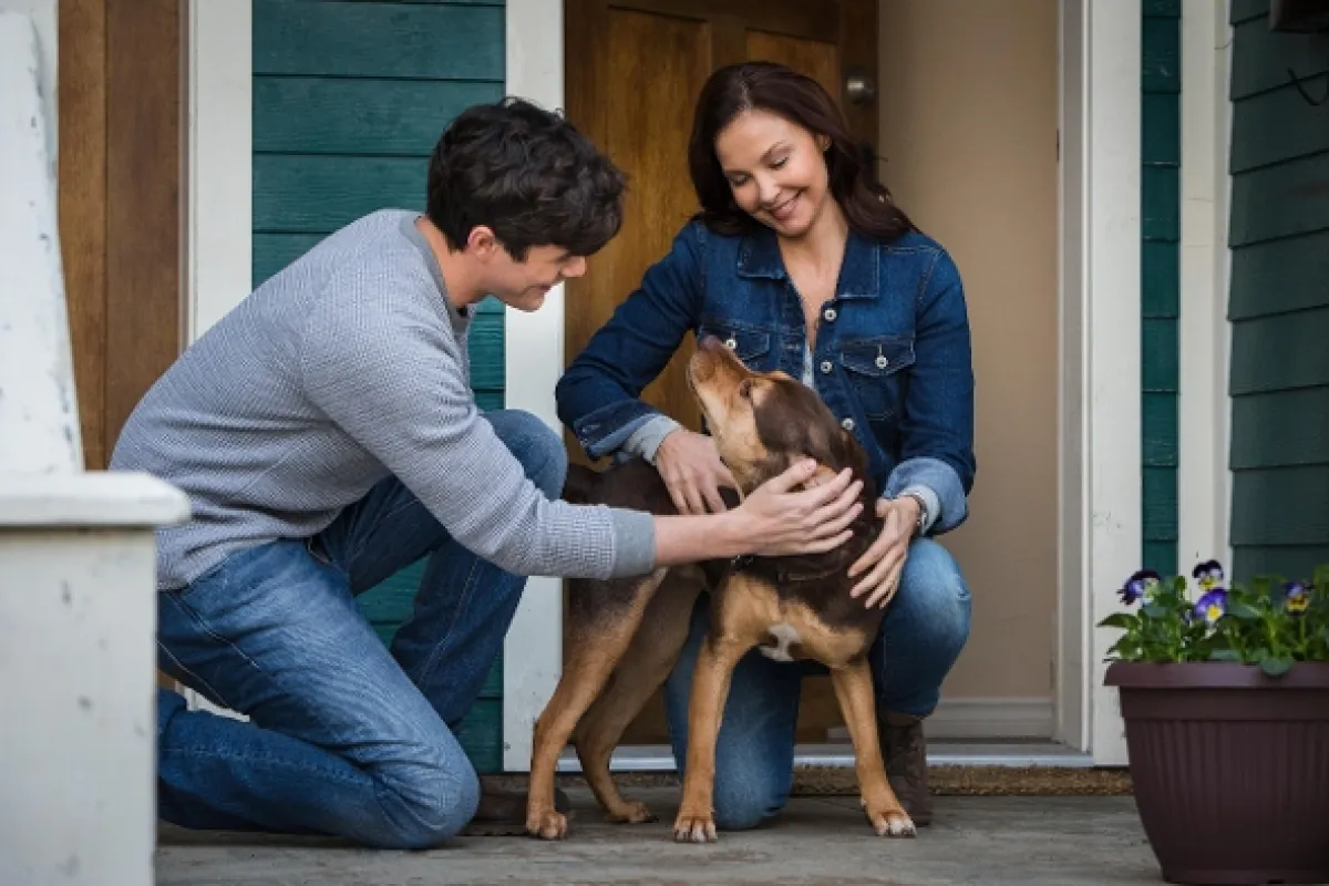 Psí domov (A Dog's Way Home), 2019 - fotogaléria