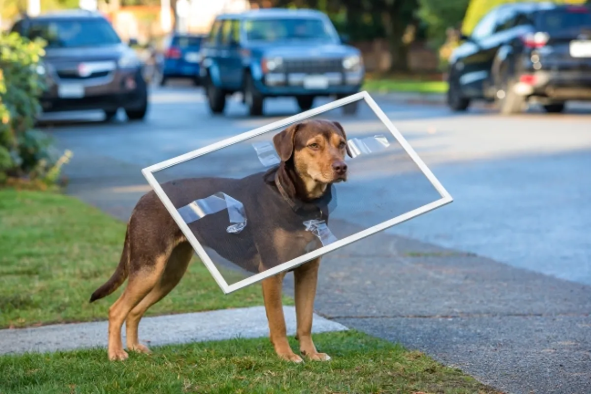 Psí domov (A Dog's Way Home), 2019 - fotogaléria