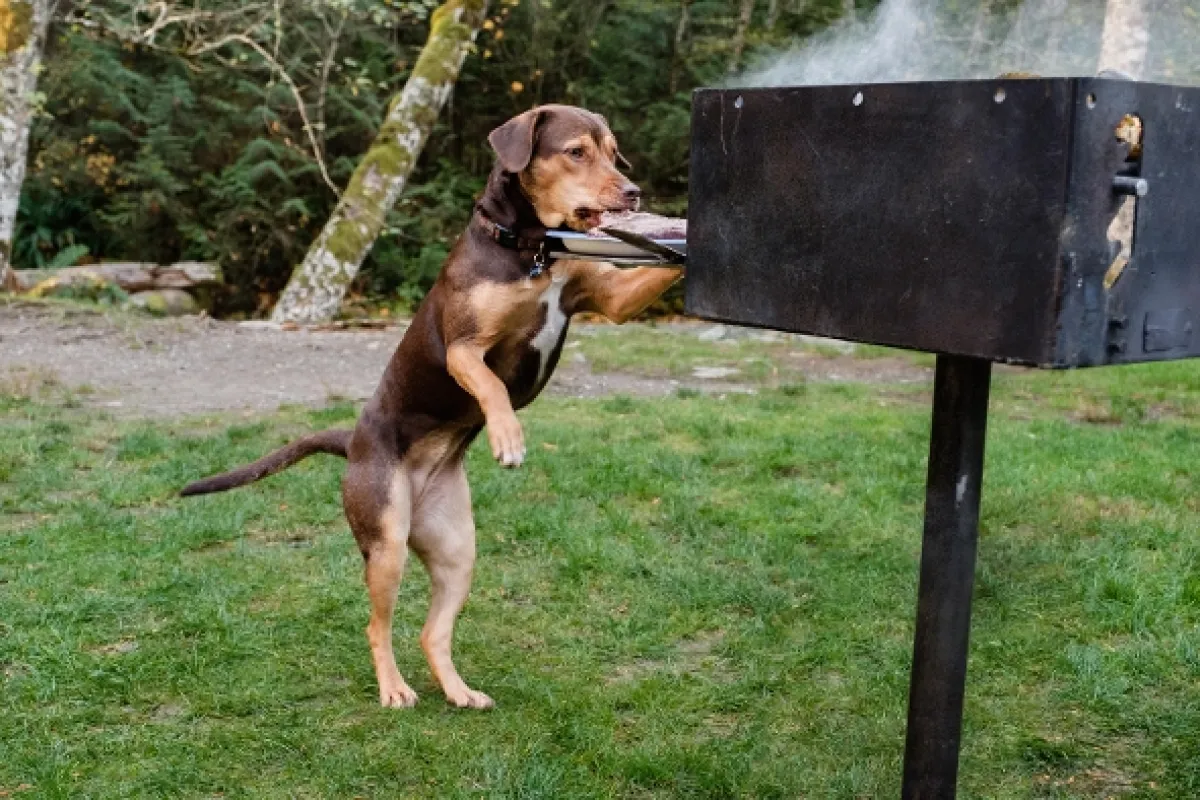 Psí domov (A Dog's Way Home), 2019 - fotogaléria