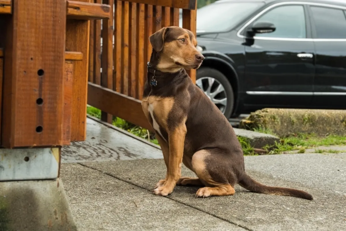 Psí domov (A Dog's Way Home), 2019 - fotogaléria