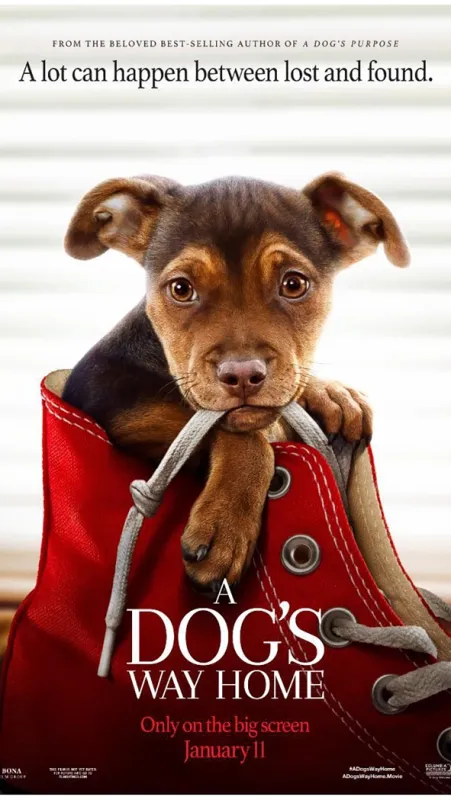 Psí domov (A Dog's Way Home), 2019 - fotogaléria