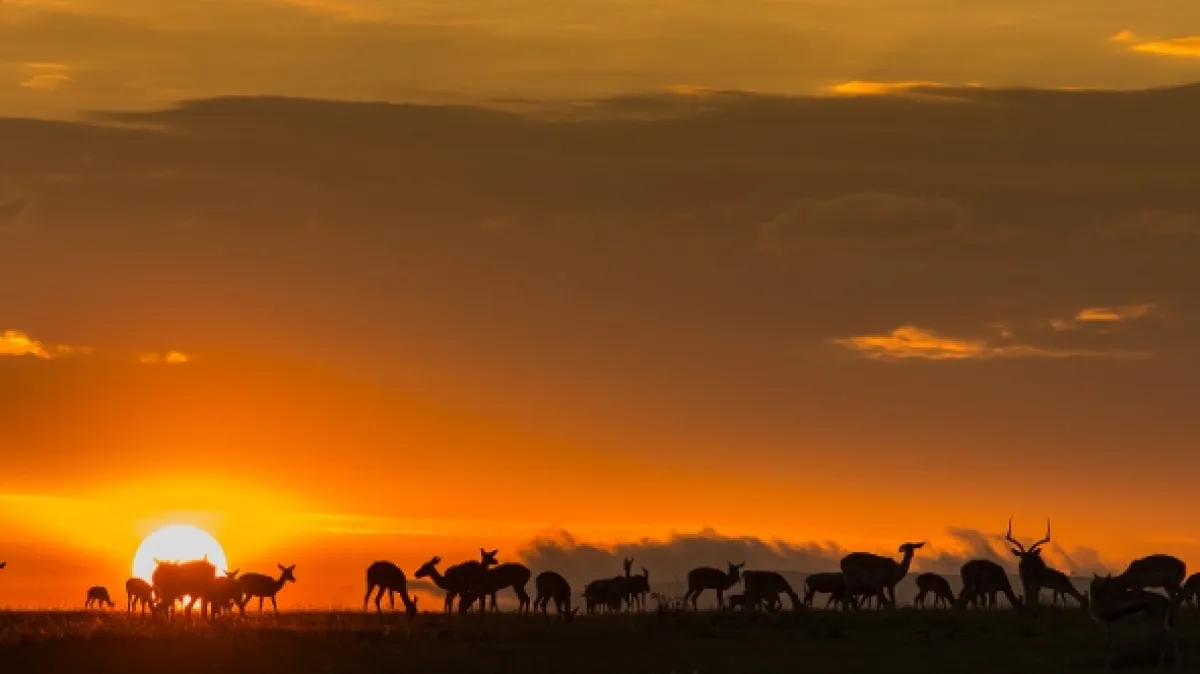 Noční lovci Afriky (Africa’s Hunters of the Night), 2020 - fotogaléria