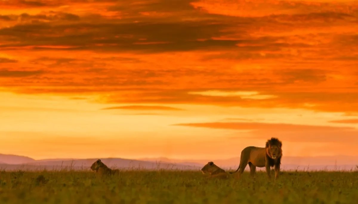 Noční lovci Afriky (Africa’s Hunters of the Night), 2020 - fotogaléria