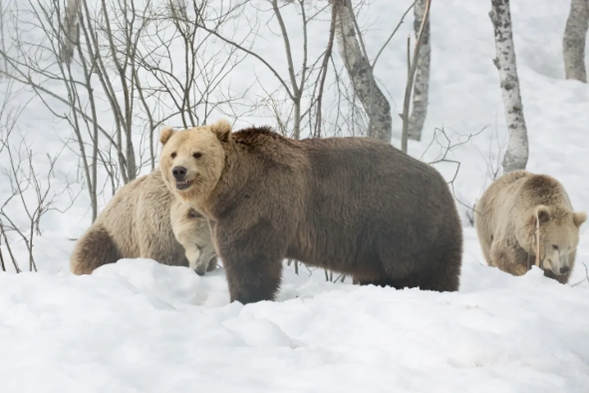 Vlk verzus medveď (Wolf vs. Bear), 2018 - fotogaléria